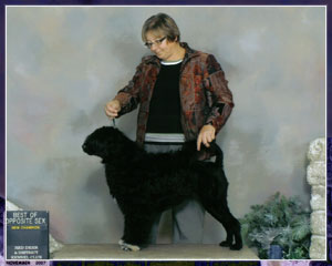 Alberta Breeder of Portuguese Water Dogs . About Baywood Dogs