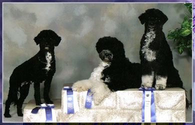 Portuguese Water Dog Obeidience Champions - Calla, Dreamer, & Cinder